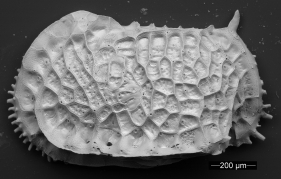 圖2：深海介形綱（甲殼亞門）的電子顯微鏡圖像掃描。介形蟲屬於微體化石的（微觀尺寸化石）群體的其中一種，具有大量可供研究的化石記錄，故此在本研究中被用作估計過去生物多樣性的變化。